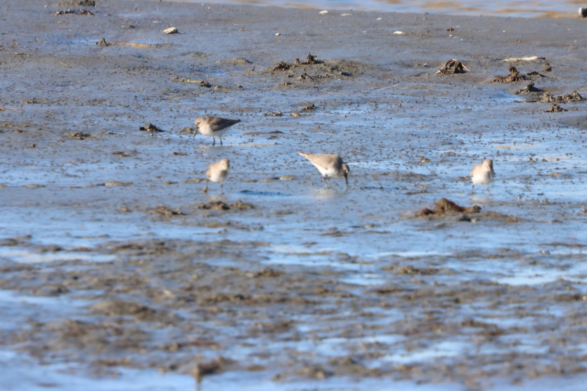 Dunlin - ML646082228