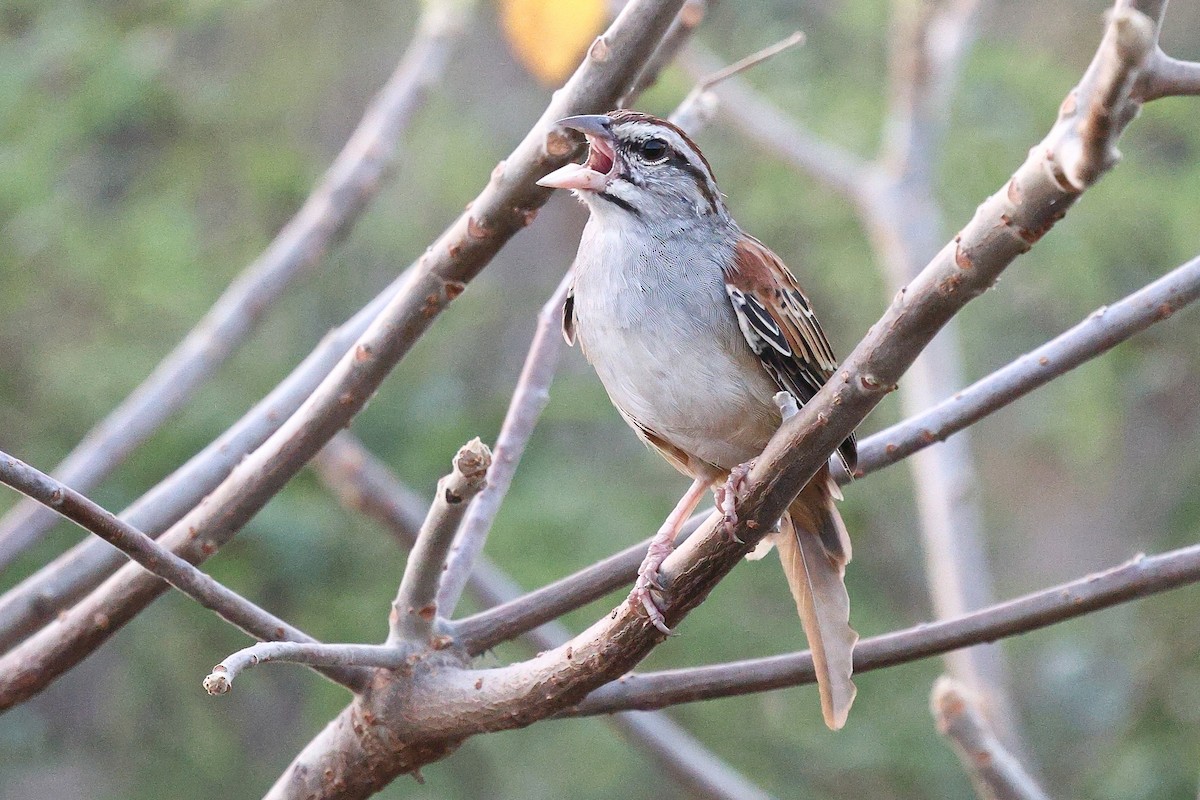Cinnamon-tailed Sparrow - ML646082230
