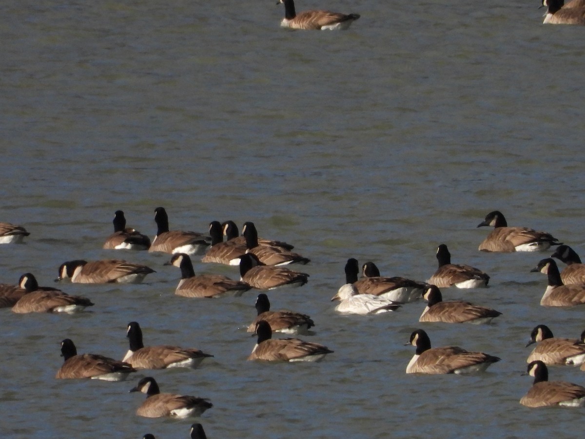 Snow Goose - ML646082233