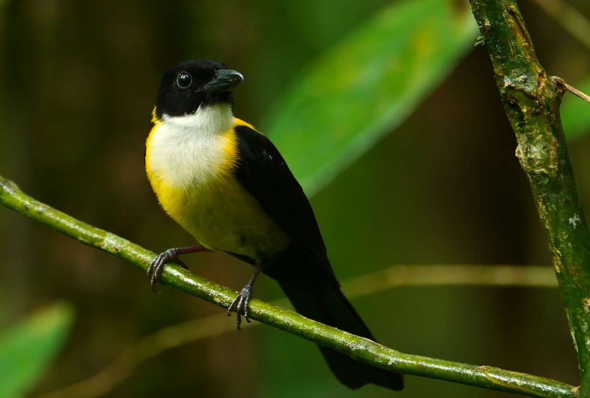 White-throated Shrike-Tanager - ML646082236