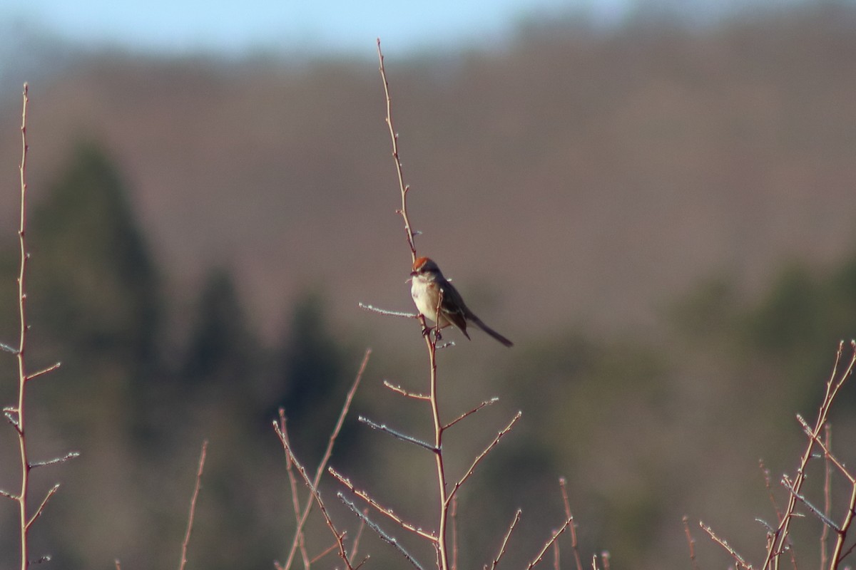 Пасовник північний - ML646082255