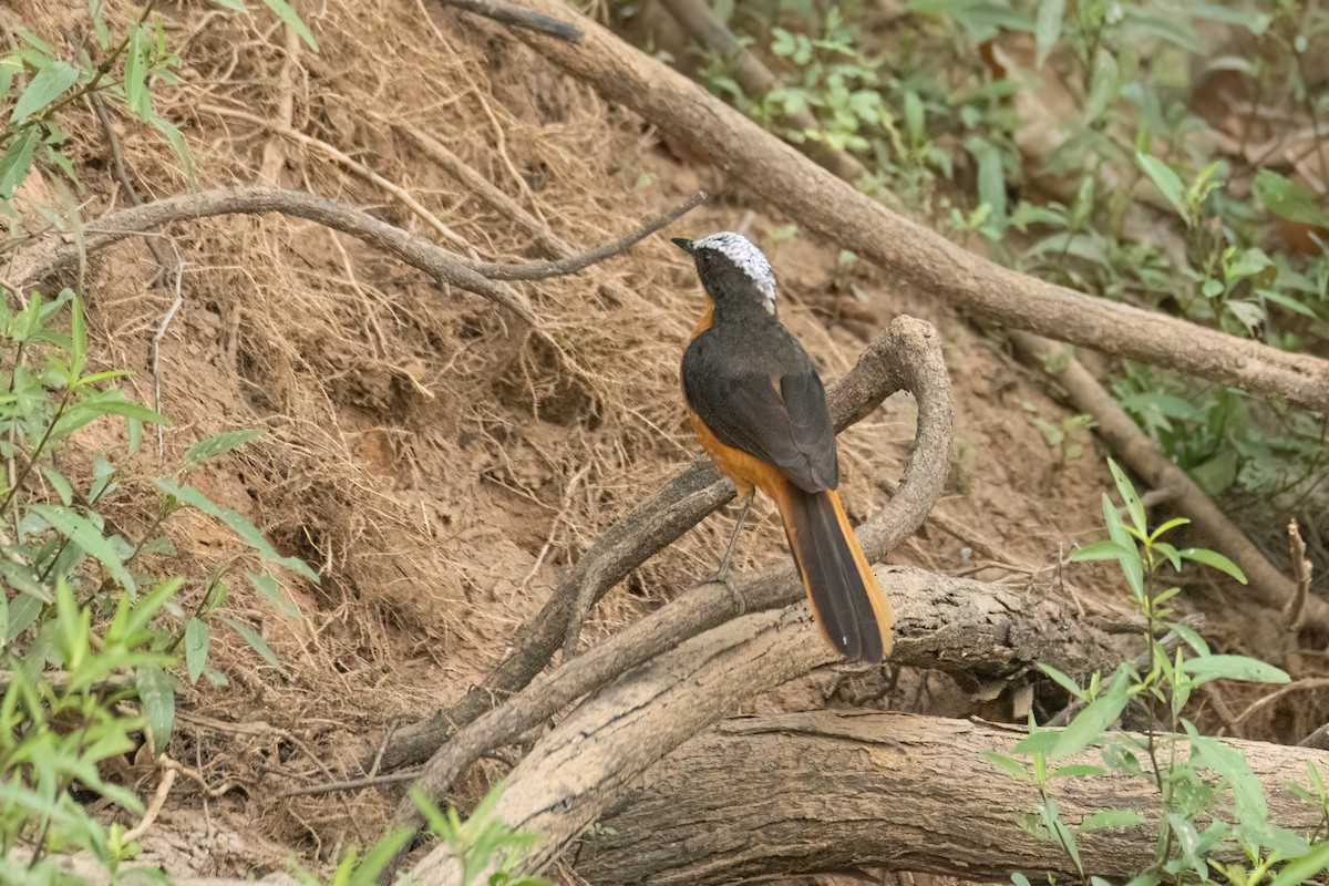 White-crowned Robin-Chat - ML646082256