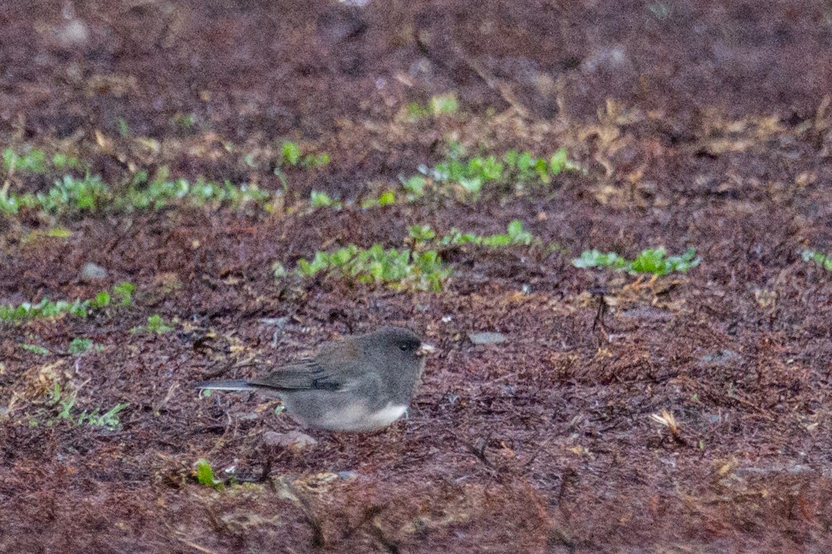 Dark-eyed Junco (cismontanus) - ML646082259