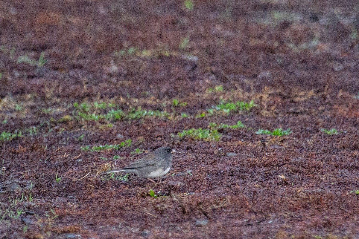 Dark-eyed Junco (cismontanus) - ML646082260