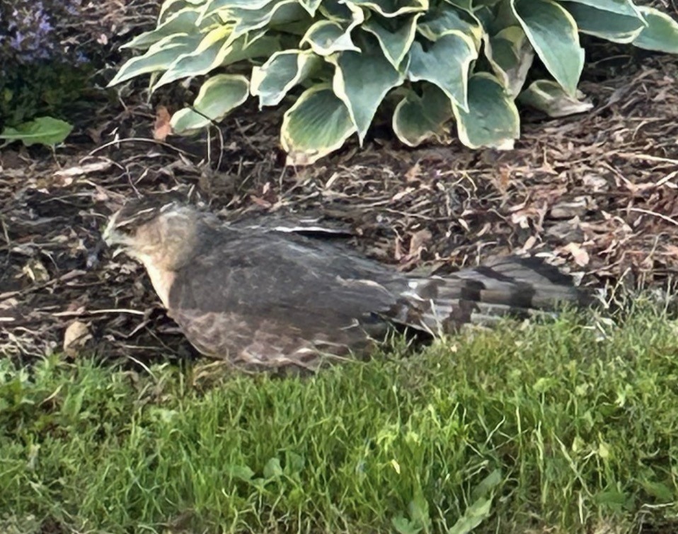 Cooper's Hawk - ML646082264