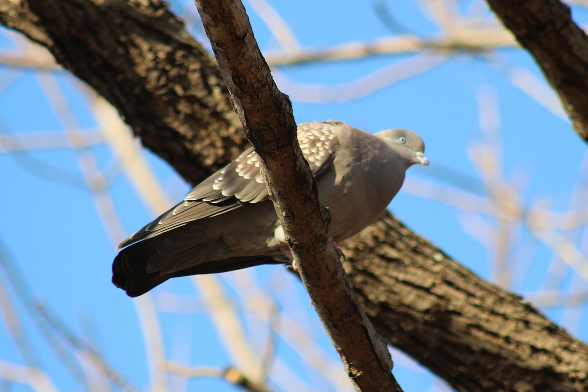 Spot-winged Pigeon - ML646082266