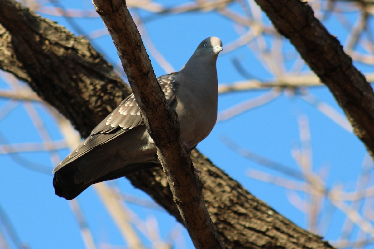 Spot-winged Pigeon - ML646082267