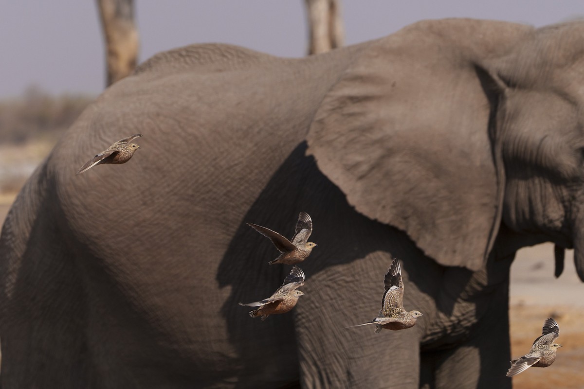 Burchell's Sandgrouse - ML646082268