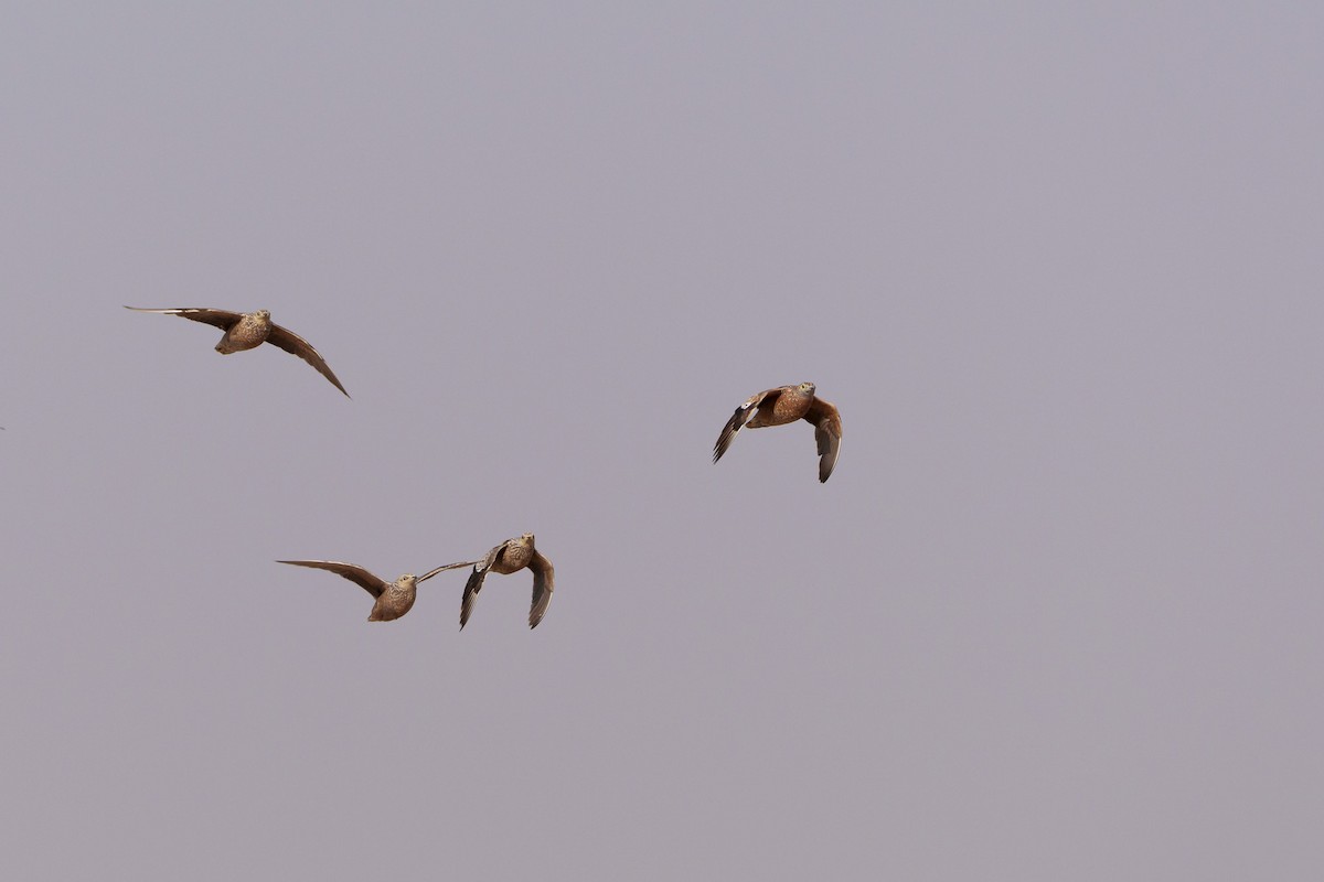 Burchell's Sandgrouse - ML646082269