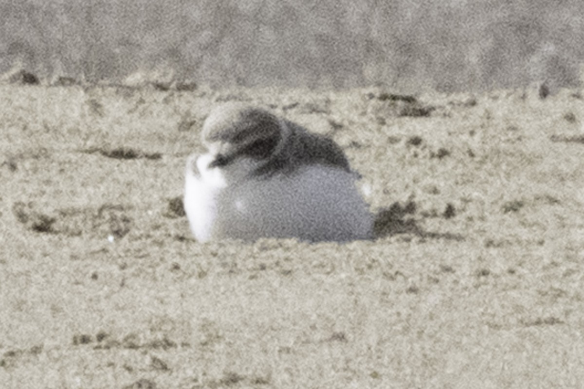 Snowy Plover (Northern) - ML646082270