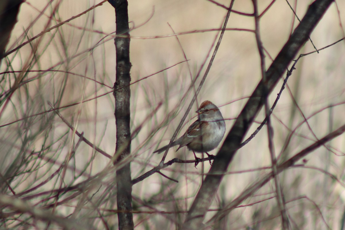 American Tree Sparrow - ML646082271