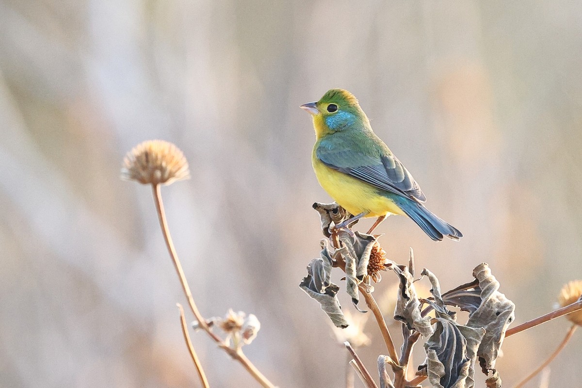 Orange-breasted Bunting - ML646082280