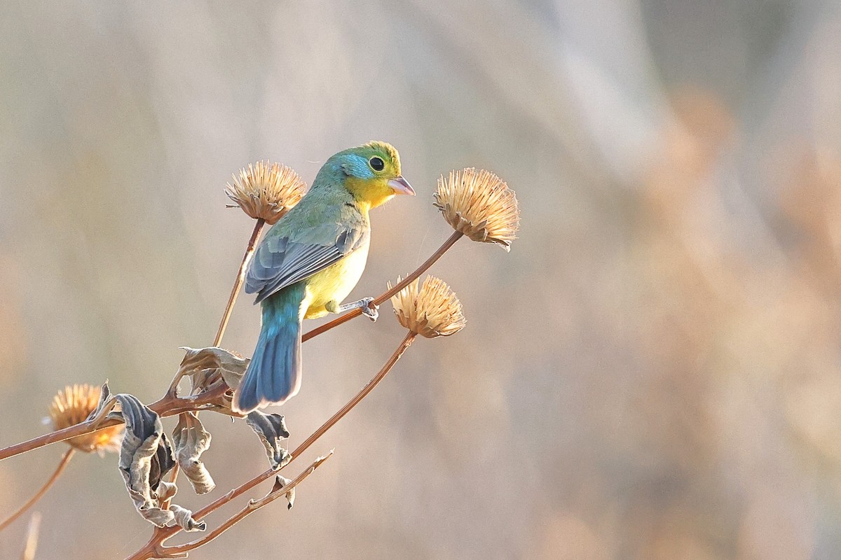 Orange-breasted Bunting - ML646082281