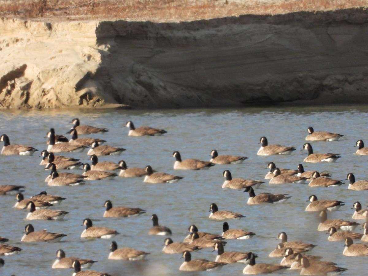 Canada Goose - ML646082283