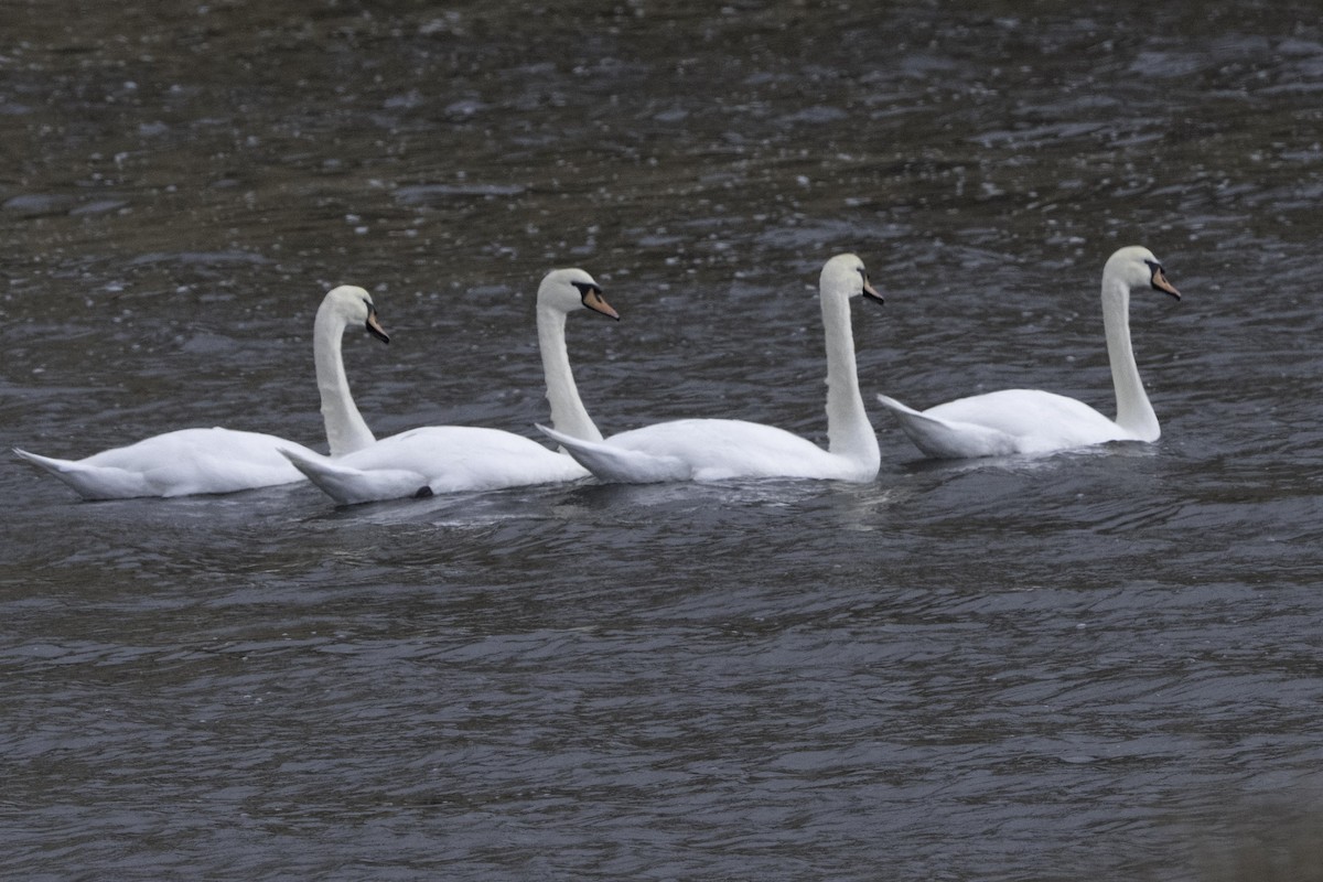 Mute Swan - ML646082284