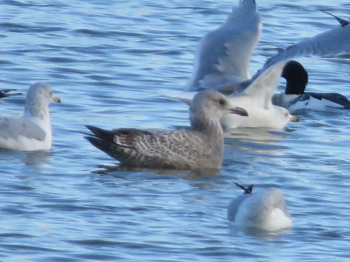 American Herring Gull - ML646082285