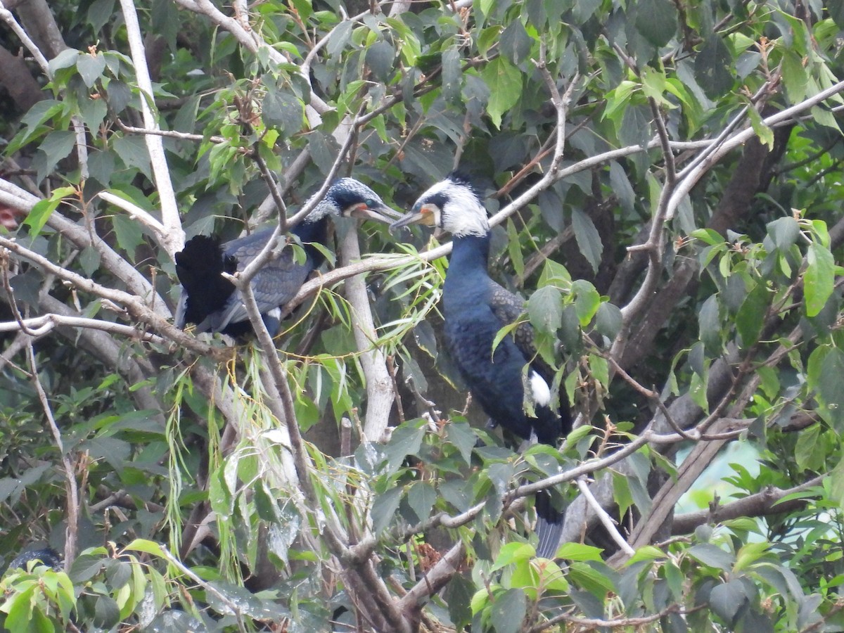 Great Cormorant - ML646082286