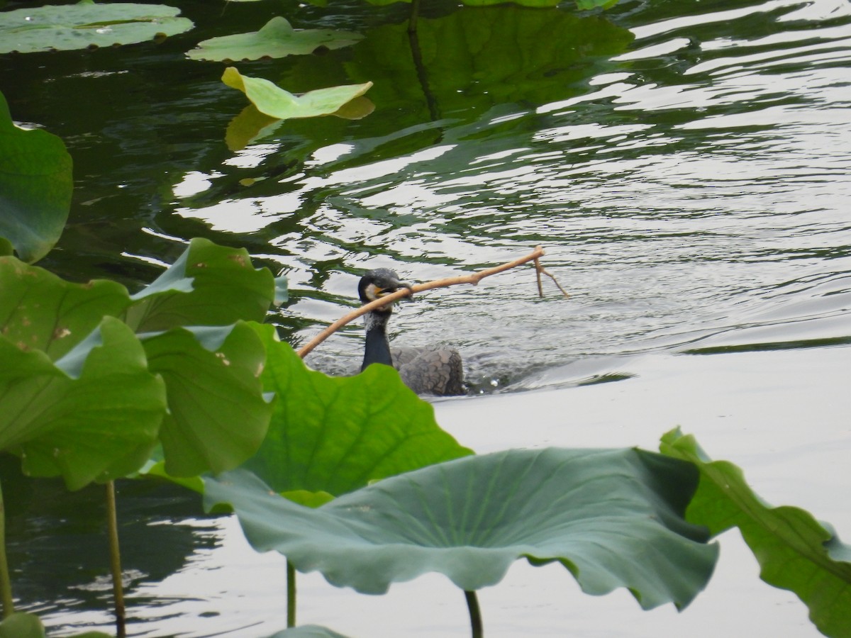 Great Cormorant - ML646082288