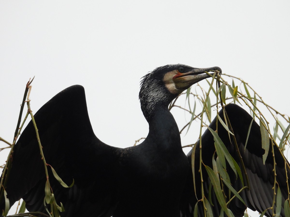 Great Cormorant - ML646082289