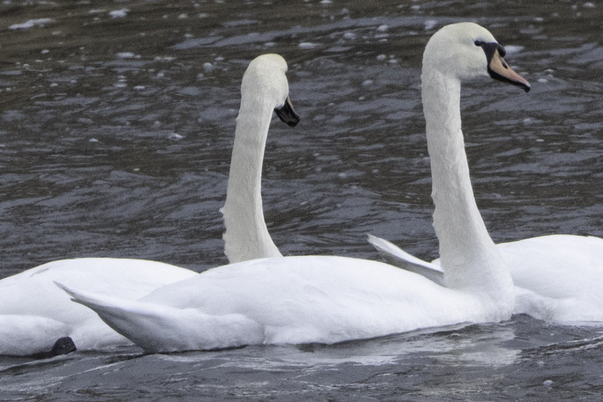 Mute Swan - ML646082290