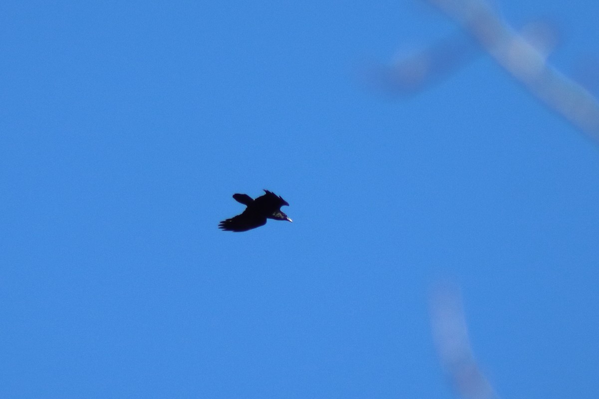 Common Raven - ML646082295