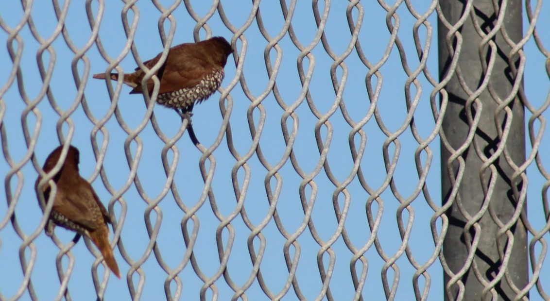 Scaly-breasted Munia - ML646082296