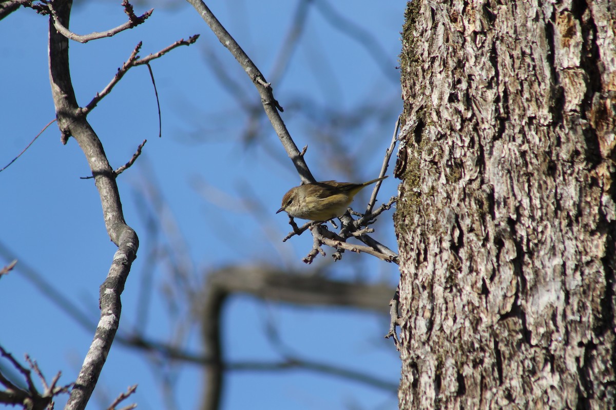 Palm Warbler - ML646082298