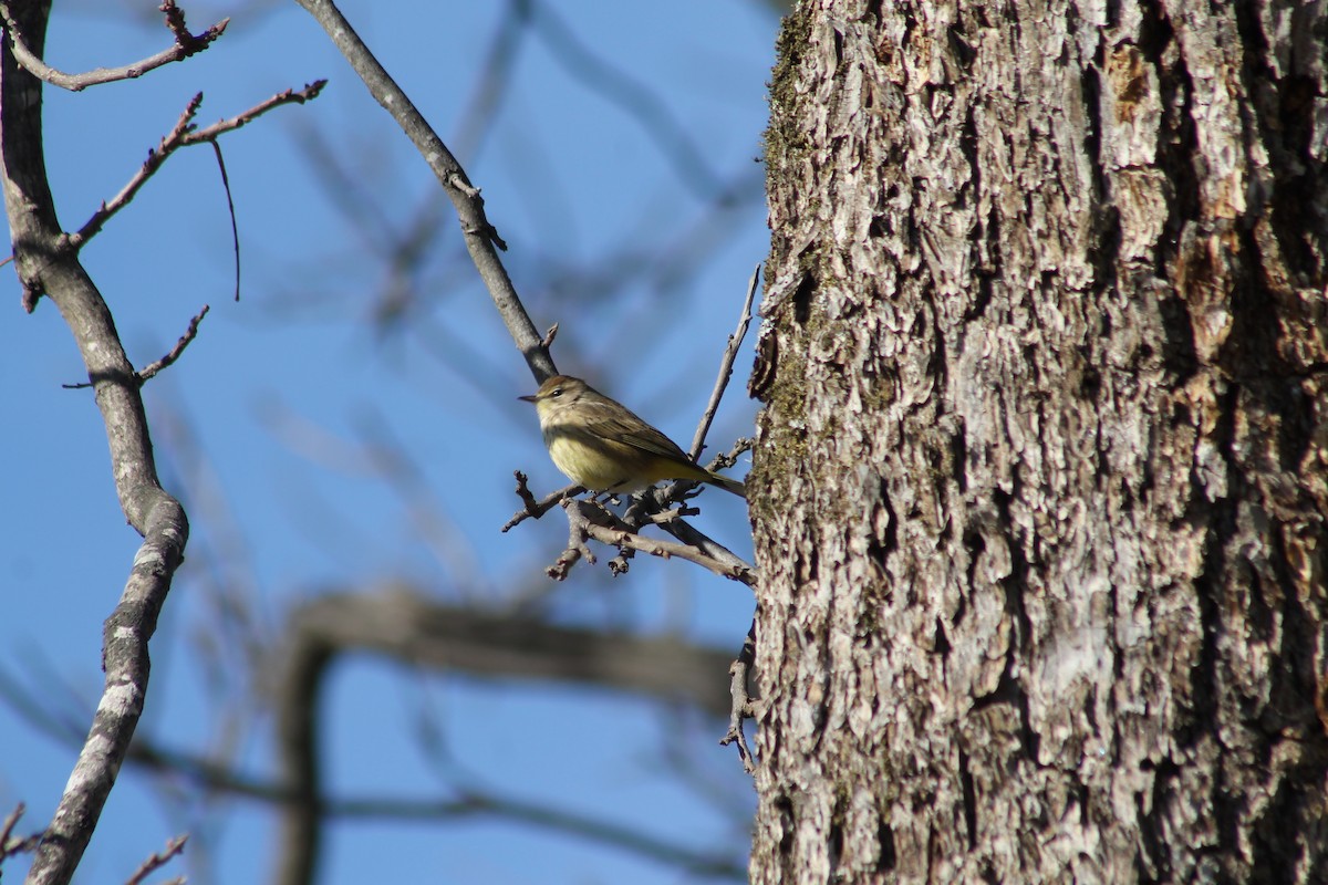 Palm Warbler - ML646082299