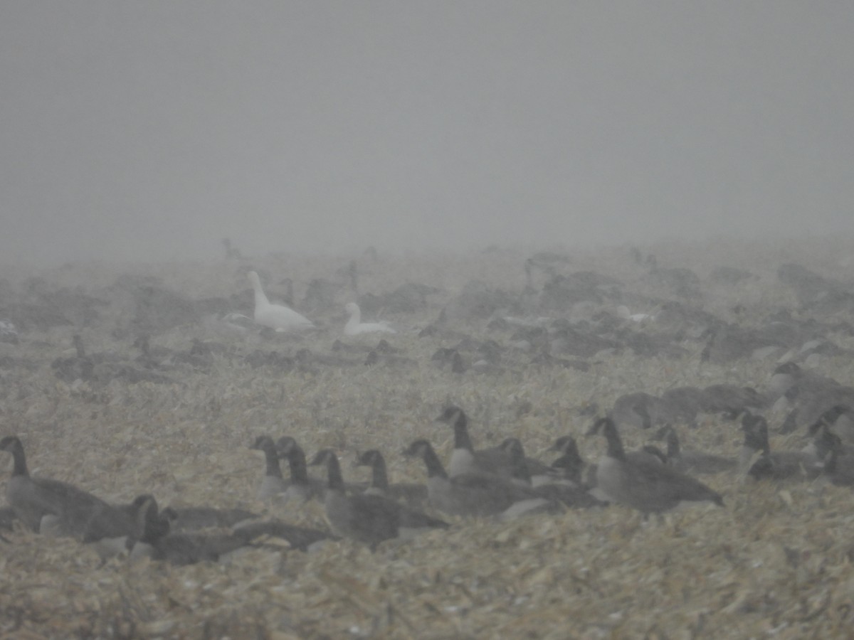 Snow Goose - ML646082308