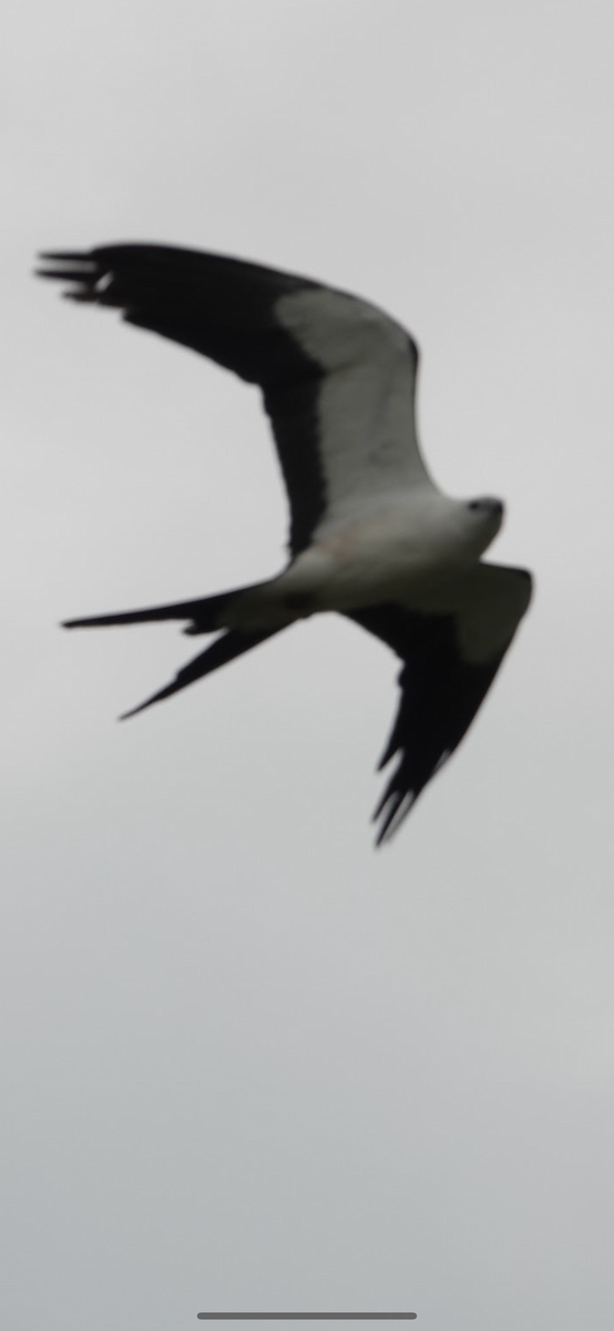 Swallow-tailed Kite - ML646082321