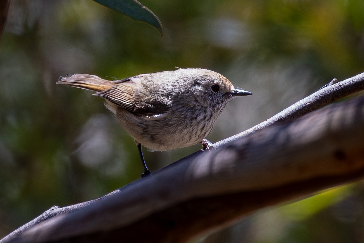 Brown Thornbill - ML646082326