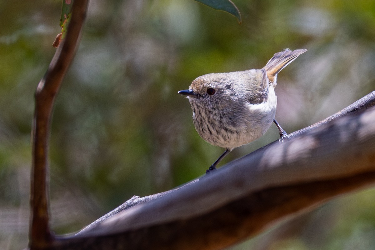 Brown Thornbill - ML646082328