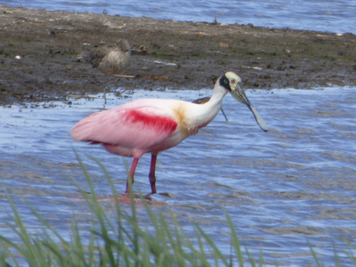 Косар рожевий - ML646082339