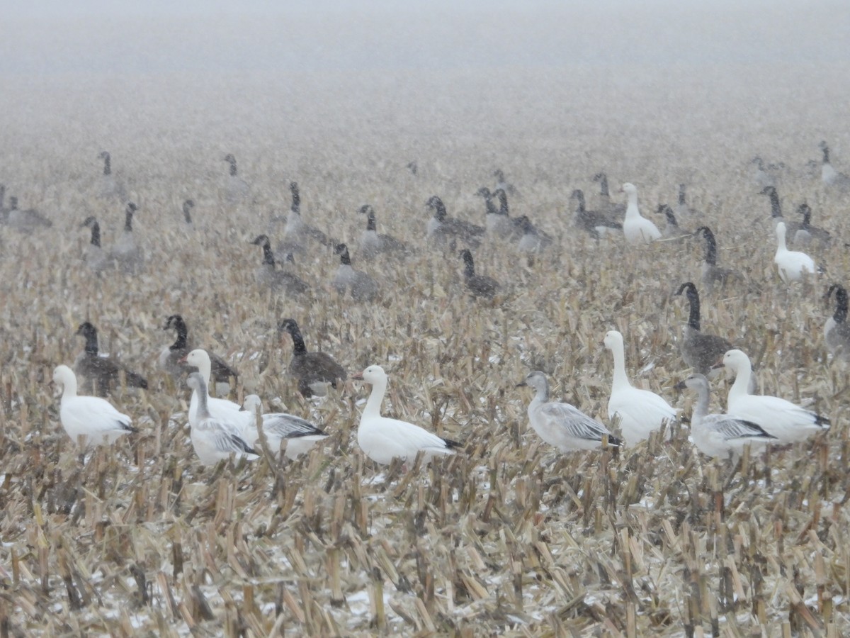 Snow Goose - ML646082341