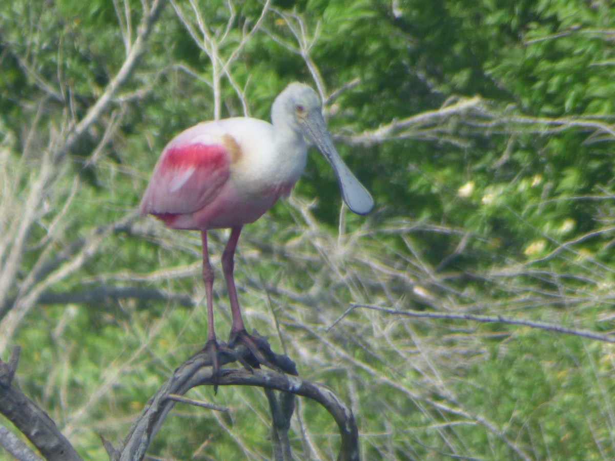Косар рожевий - ML646082342