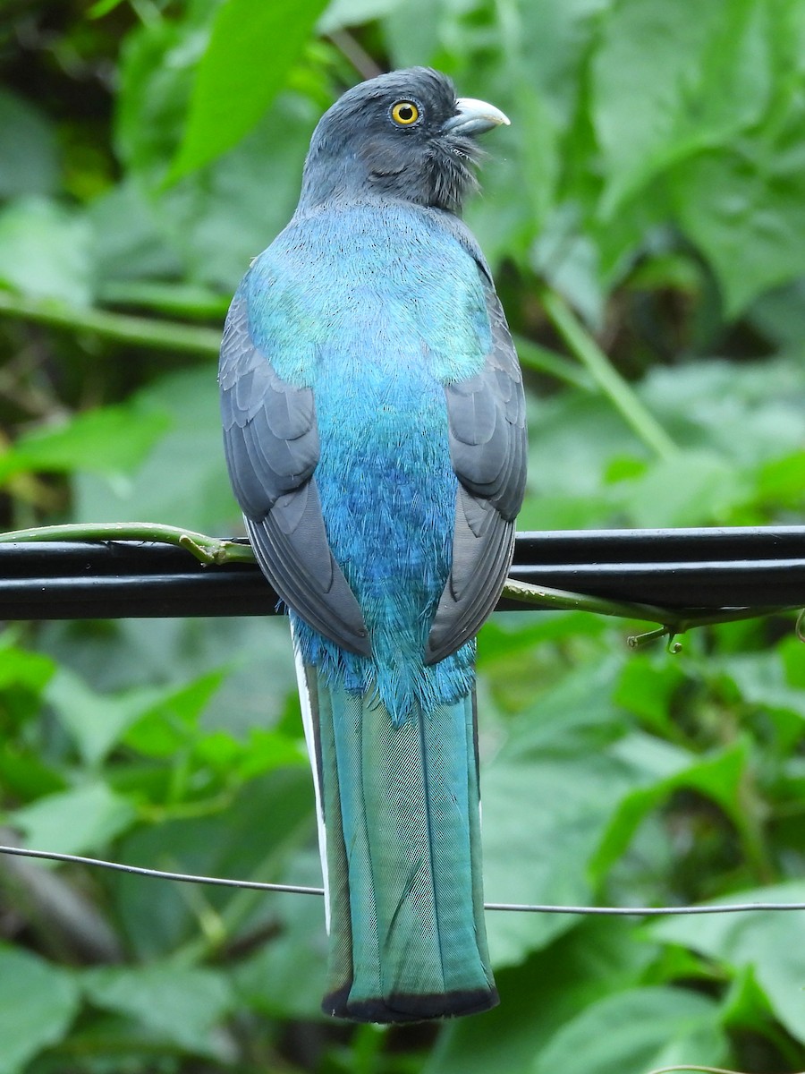 Citreoline Trogon - ML646082344