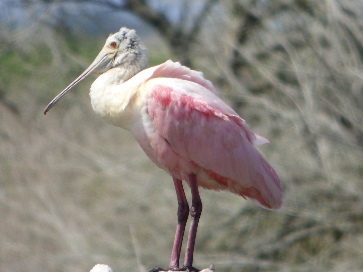 Косар рожевий - ML646082351