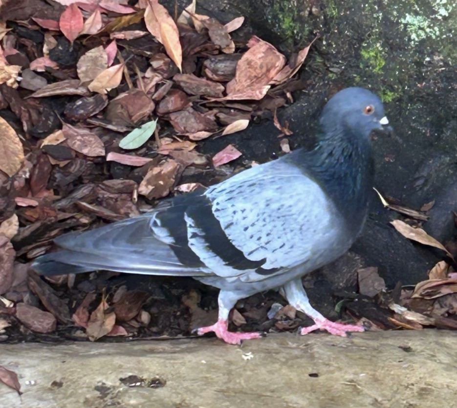 יונת בית - ML646082355