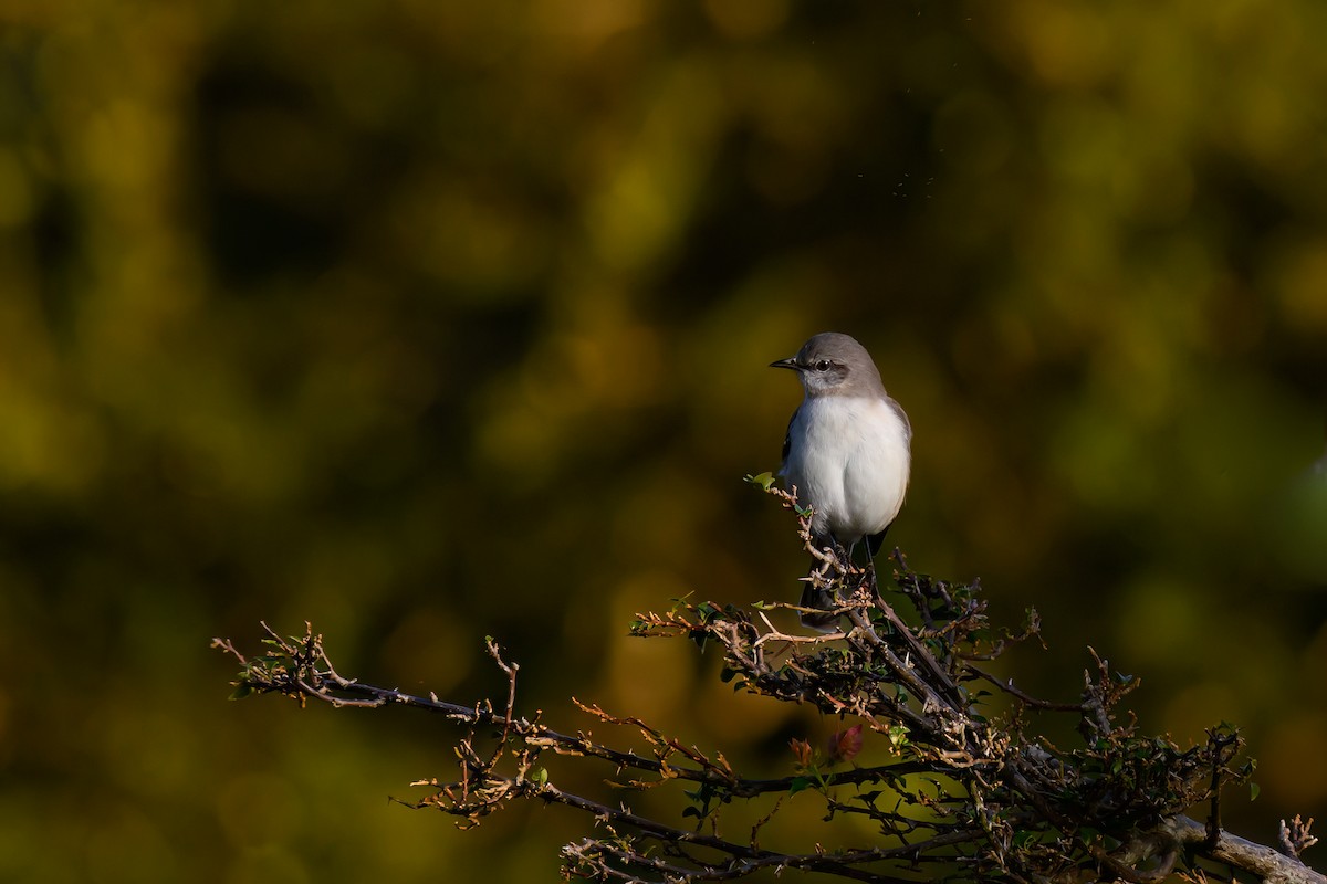 Northern Mockingbird - ML646082356