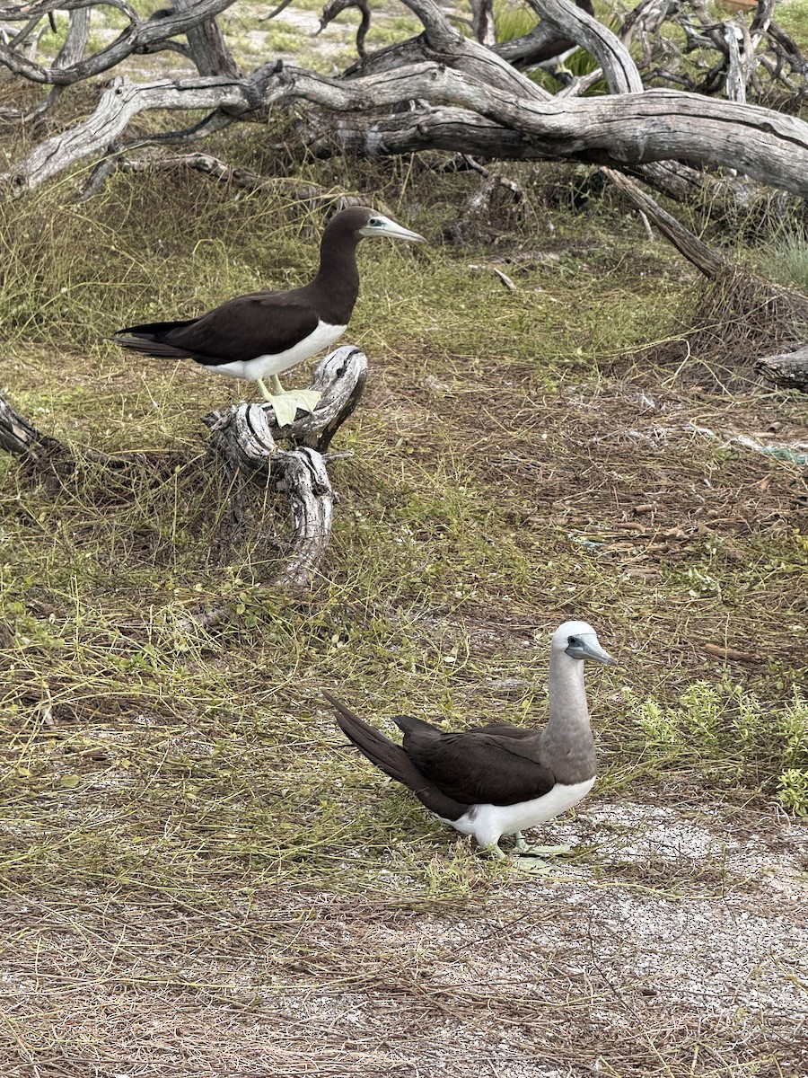 Cocos Booby (Brewster's) - ML646082370