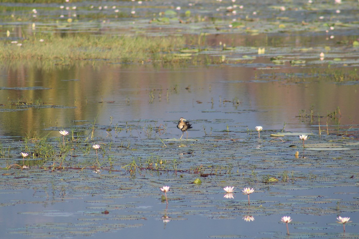 bronsebladhøne - ML646082372