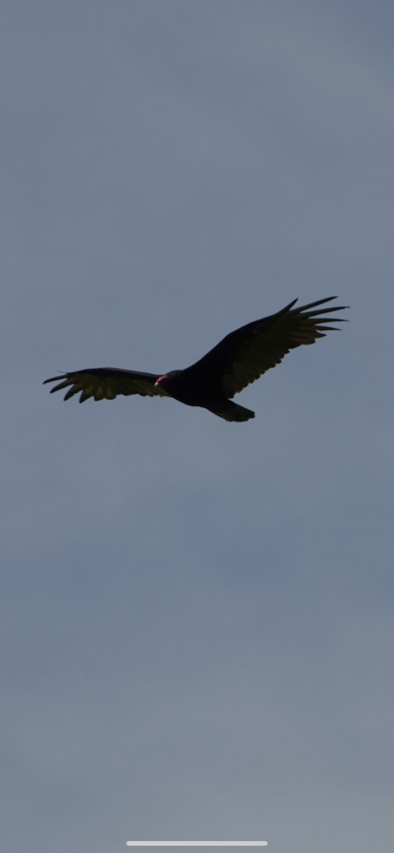 Zopilote indioilarra - ML646082374