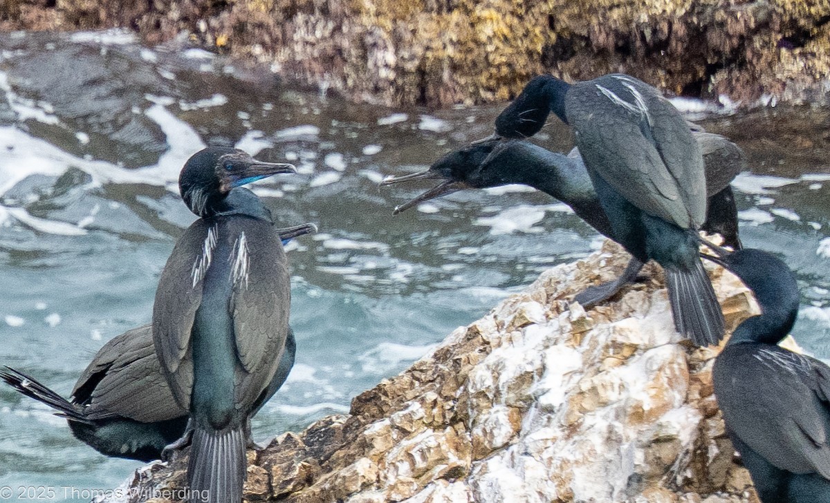 blåhakeskarv - ML646082376