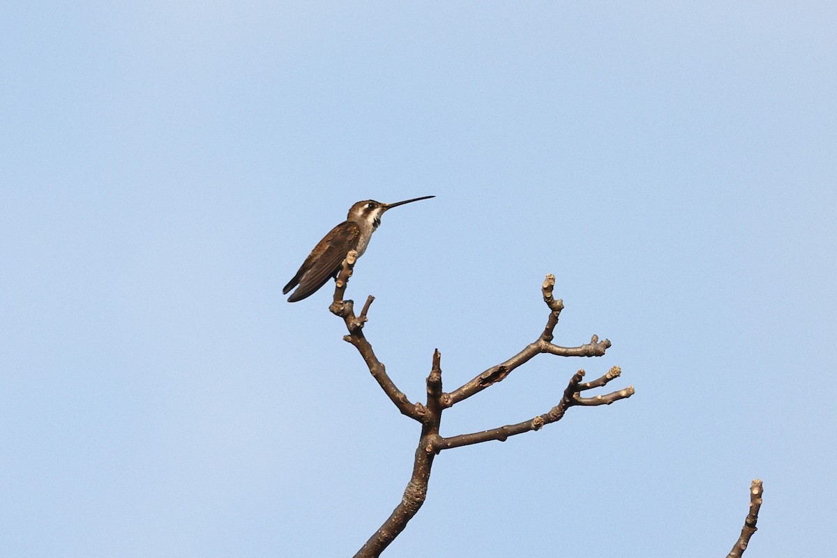 bronsestjernestrupe - ML646082377