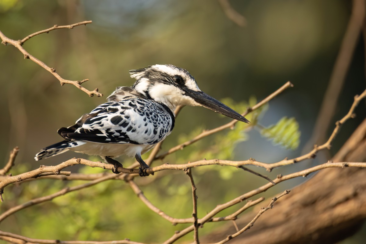 terneisfugl - ML646082379