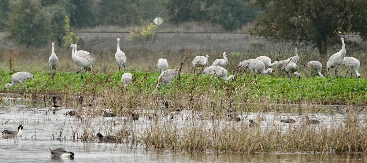 kanadatrane - ML646082380