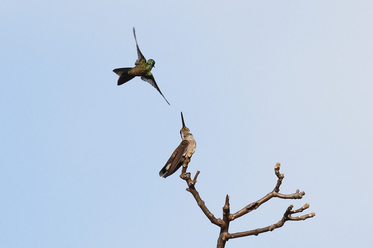 bronsestjernestrupe - ML646082381