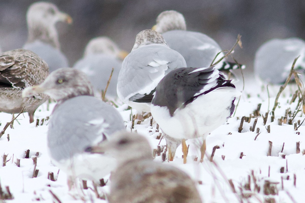 sildemåke - ML646082382