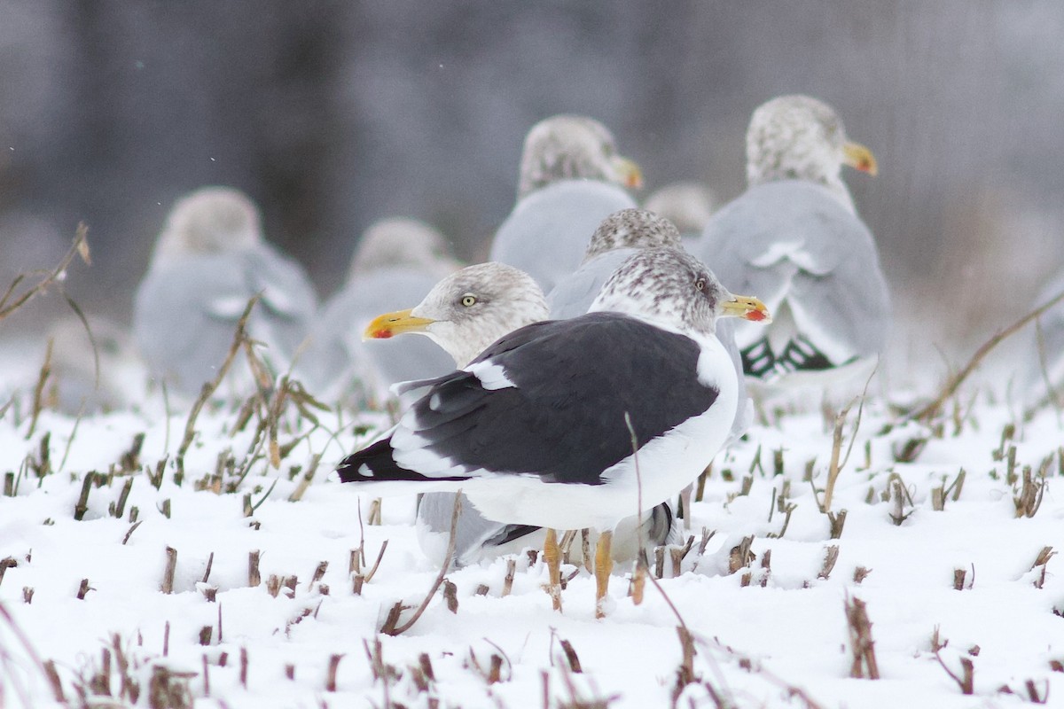 sildemåke - ML646082383