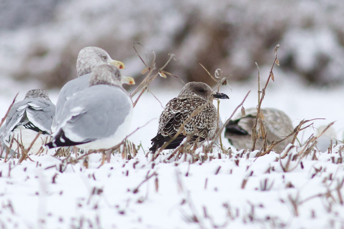 sildemåke - ML646082384